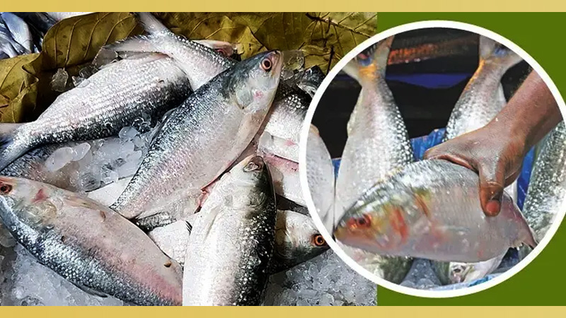 ইলিশের উৎপাদন কমছে, ছোট হচ্ছে আকার