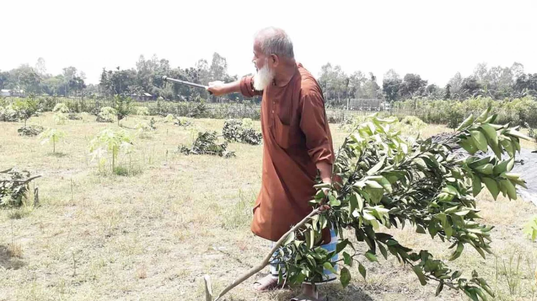 গাছের সঙ্গে এ কেমন শত্রুতা! ১৫ লাখ টাকা ক্ষতি কৃষকের