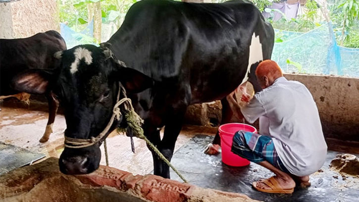 গরু বাচ্চা প্রসব না করেও ৬ লিটার দুধ দিচ্ছে  দুই মাস ধরে