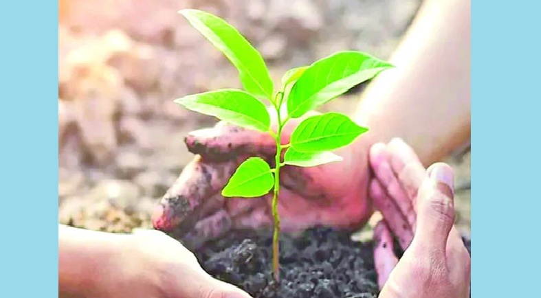কোটি টাকার কাগুজে গাছ দিচ্ছে না ছায়া!
