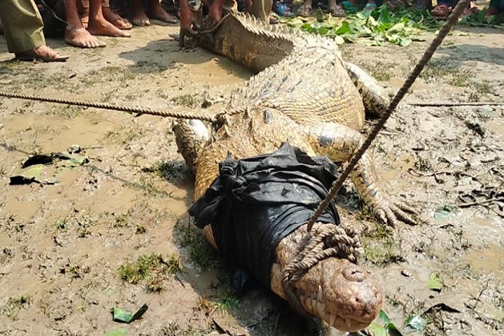 বাগেরহাটে পুকুরে হাঁস খুঁজতে গিয়ে কুমির উদ্ধার