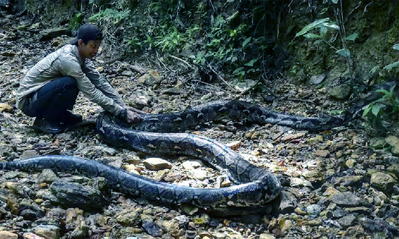 সন্তানের জন্য ওষুধ কিনতে যাওয়া মায়ের দেহ মিলল অজগরের পেটে, অতঃপর...