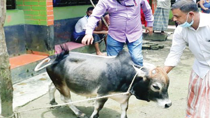 ২৭ ইঞ্চির ‘মেসি’সাড়া ফেলেছে নেত্রকোনায়