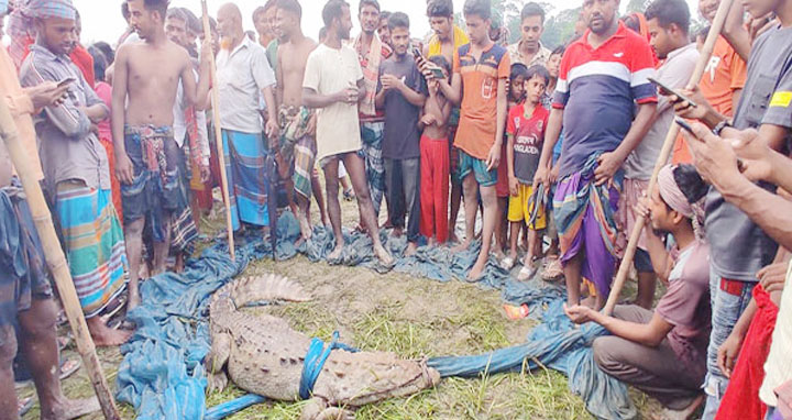 কুমির ধরা পড়লো অবশেষে এলাকাবাসীর জালে