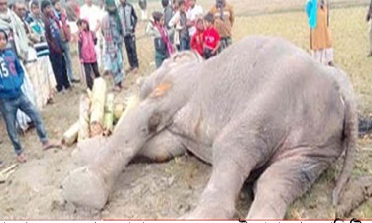 টাকা তুলতে তুলতে মারা গেলো হাতিটি