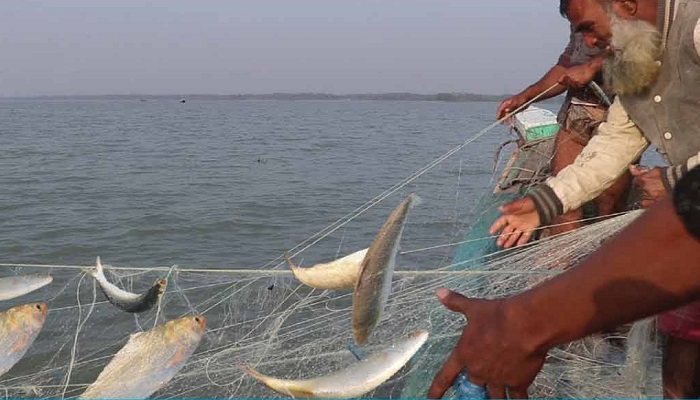 নিষেধাজ্ঞা শেষে ইলিশ শিকারে ব্যস্ত জেলেরা